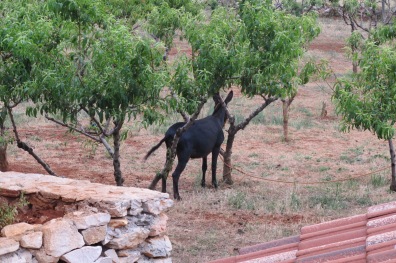 Donkey in the vines